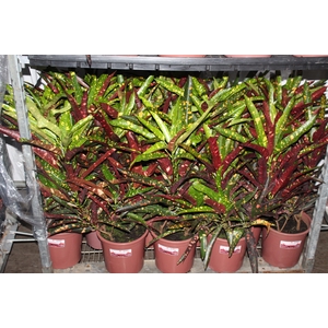 CROTON ELEANOR ROOSEVELT P24