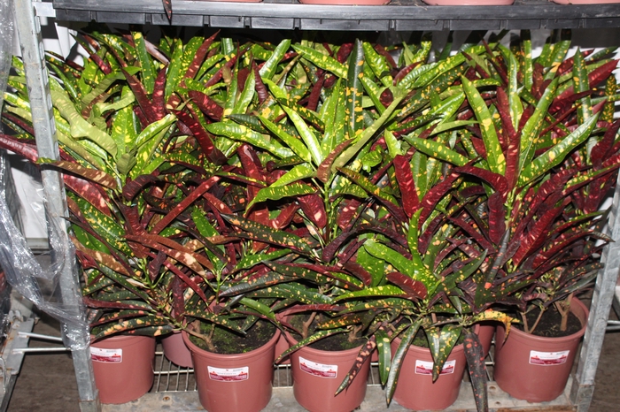 CROTON ELEANOR ROOSEVELT P24