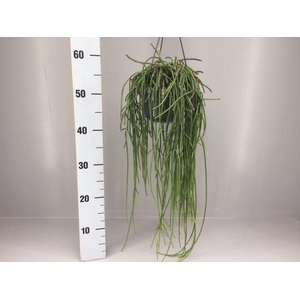 Rhipsalis