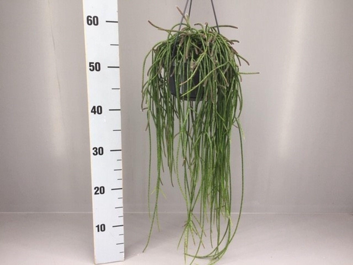 <h4>Rhipsalis</h4>
