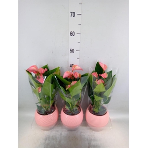 Anthurium andr. 'Joli'