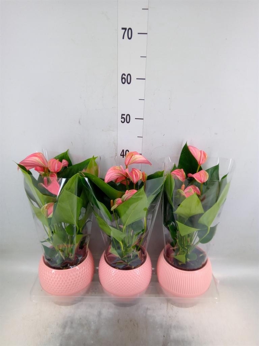 <h4>Anthurium andr. 'Joli'</h4>