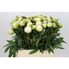 Paeonia Madame Claude Tain