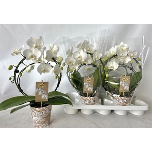 Phalaenopsis Duetto white boog 12Ø 45cm 2st 20fl