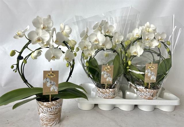 Phalaenopsis Duetto white boog 12Ø 45cm 2st 20fl