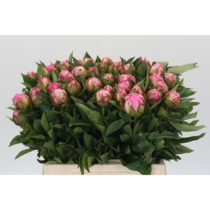 Paeonia Dr A Fleming