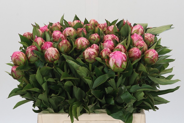 <h4>Paeonia Dr A Fleming</h4>