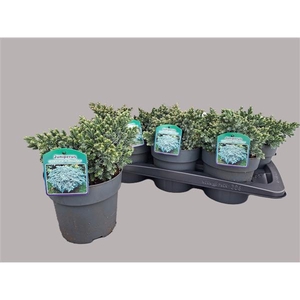 Juniperus sq. Bleu star