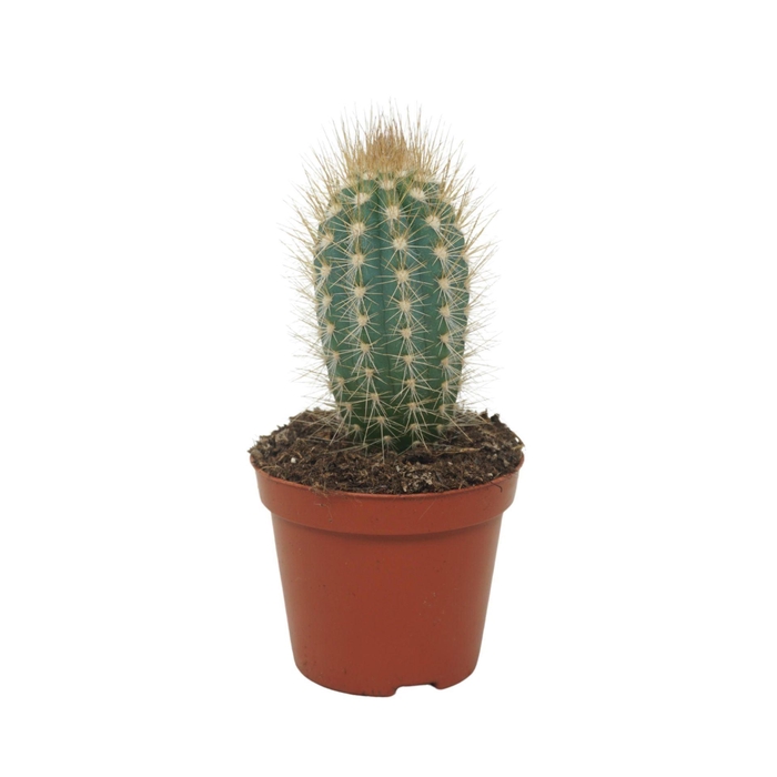 <h4>Cactus</h4>
