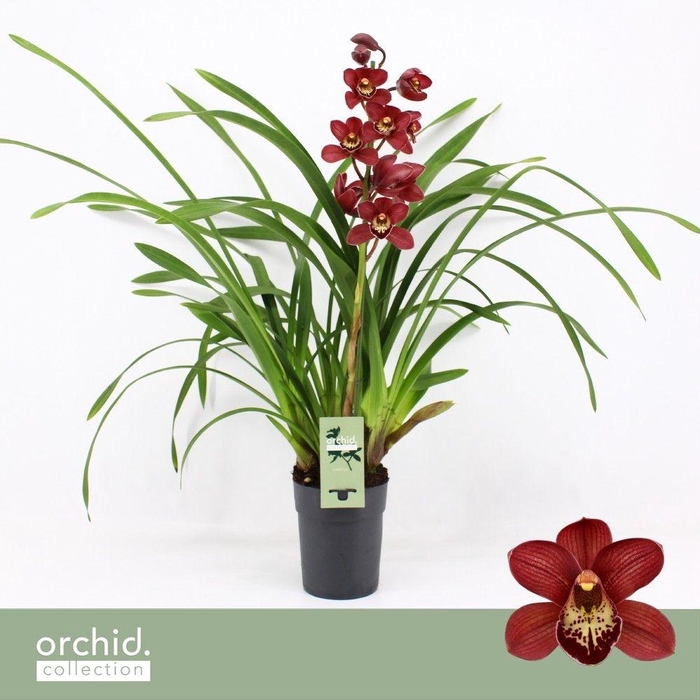 <h4>Cymbidium, Red Beauty Roy 1-spike P14 'Orchid Collection'</h4>