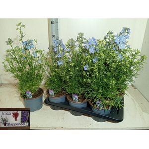 DELP GRANDIFLORUM