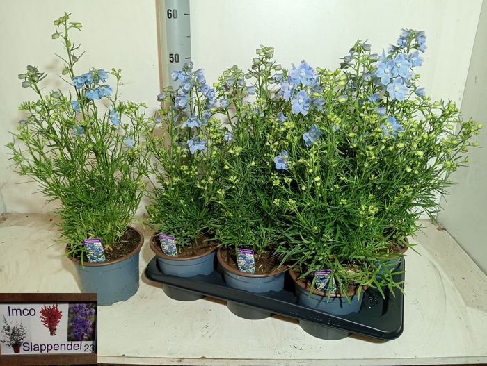 <h4>DELP GRANDIFLORUM</h4>