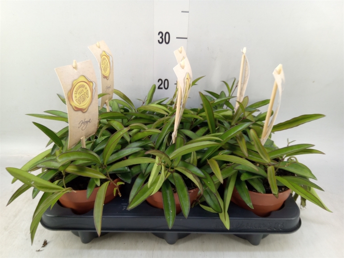 <h4>Hoya wayetii</h4>