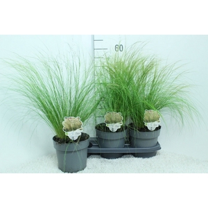 Stipa tenuissima 'ColGra Pony Tail'