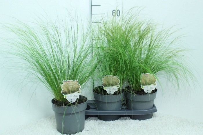 <h4>Stipa tenuissima 'ColGra Pony Tail'</h4>