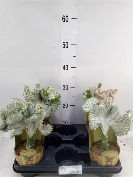 <h4>Euphorbia   ...</h4>