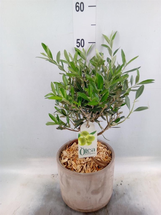 <h4>Arr. Tuinplanten H%</h4>