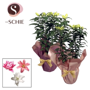 Roselily p19 Rondella BLUSH