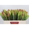 Leucadendron Procerum