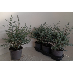 EUCAL GUNNII