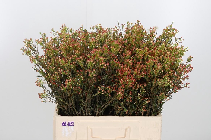 <h4>Chame Blondie Bes</h4>