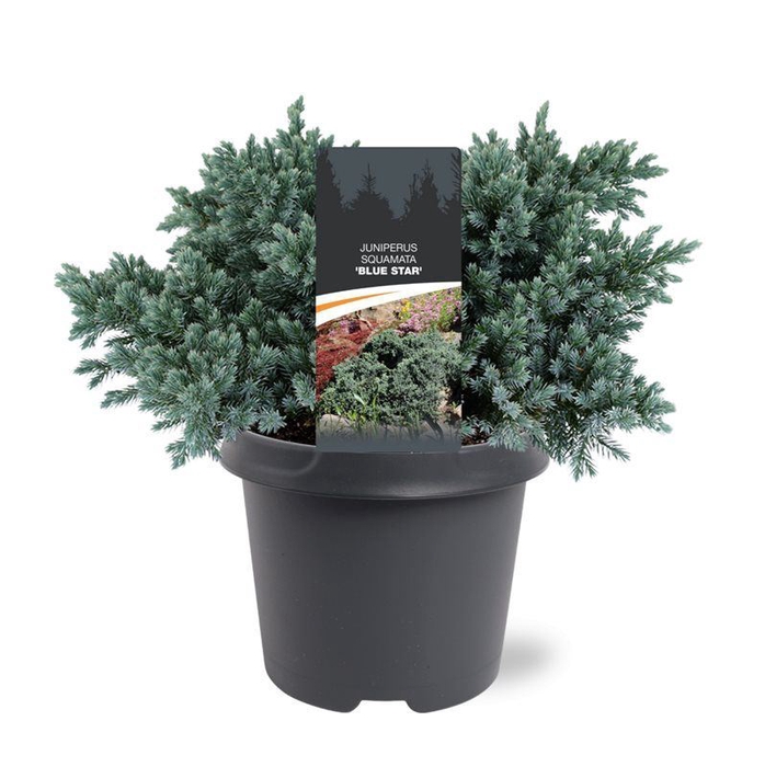 Juniperus squamata Blue Star