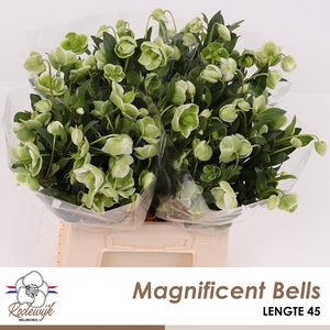 HELL  MAGNIFIC BELLS