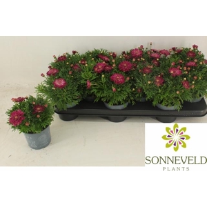 ARG LA RITA P DOUBLE