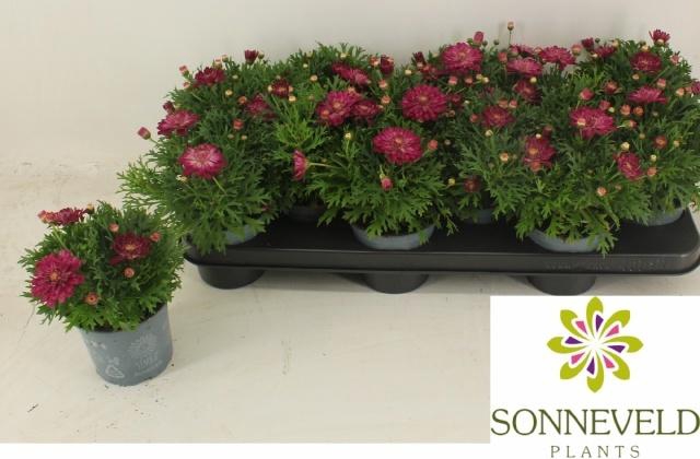 <h4>ARG LA RITA P DOUBLE</h4>