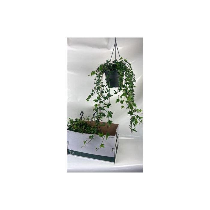 <h4>Hed He Shamrock</h4>