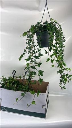 <h4>Hed He Shamrock Hangpotten</h4>