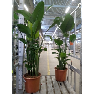 Strelitzia nicolai