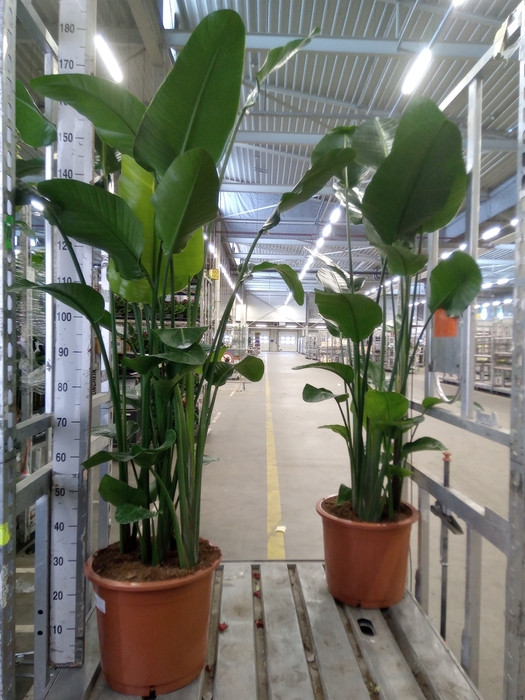 <h4>Strelitzia nicolai</h4>