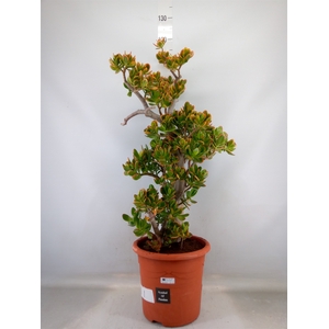 Crassula ovata 'Sunset'