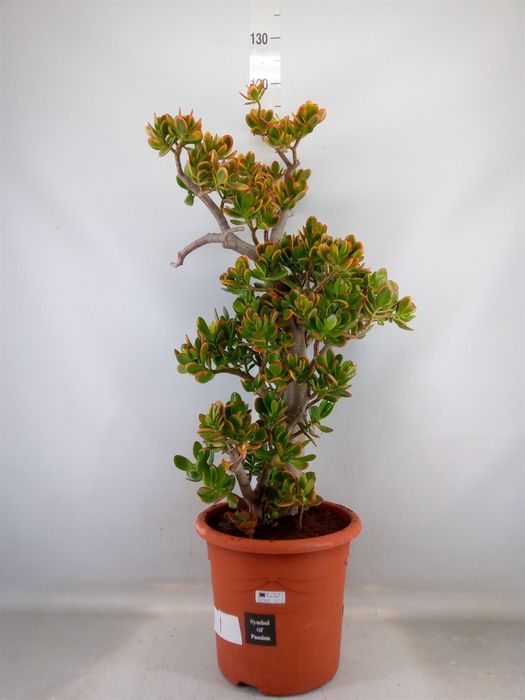 <h4>Crassula ovata 'Sunset'</h4>