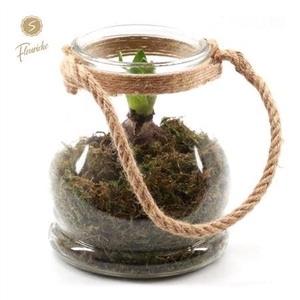 Hyacinth Mix Dn523 Drop Glass