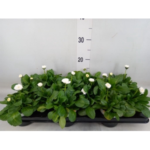 Bellis perennis 'Roggli White'