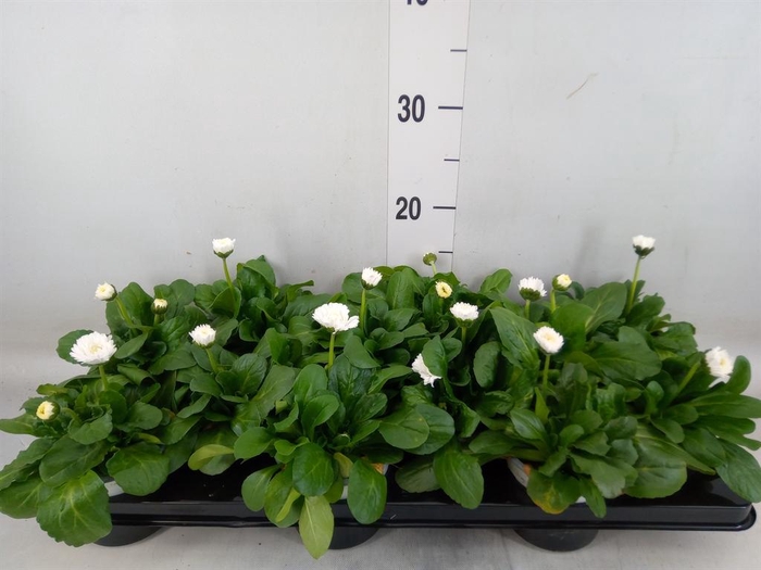 <h4>Bellis perennis 'Roggli White'</h4>
