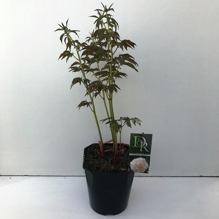 <h4>Paeonia 'Shirley Temple'</h4>