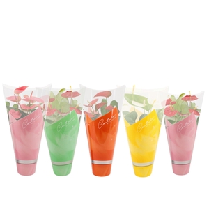 Anthurium 14 cm 4 color mix in Couture summer sleeve