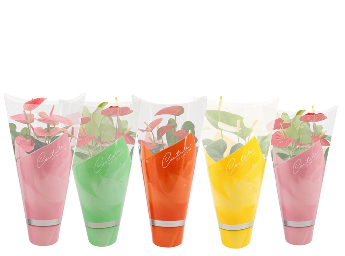 <h4>Anthurium 14 cm 4 color mix in Couture summer sleeve</h4>