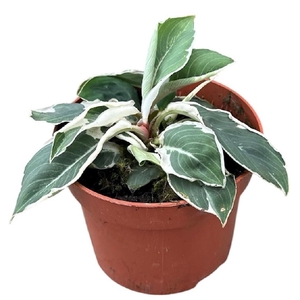 Homalomena 'Camouflage' variegata Wallisii