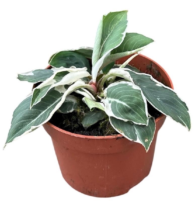 <h4>Homalomena 'Camouflage' variegata Wallisii</h4>