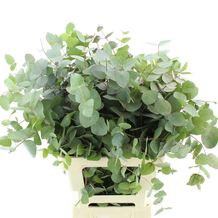 <h4>Euca Cinerea P Stem (10 Stems Per Bunch)</h4>