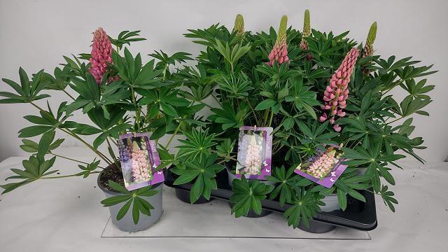 <h4>LUPI P LUPI RED SH</h4>