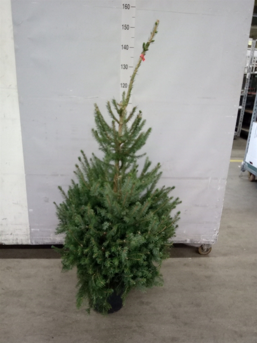 <h4>Picea omorika</h4>