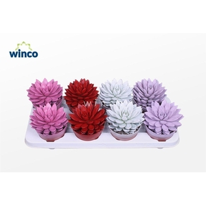 Echeveria Paint Love Mix