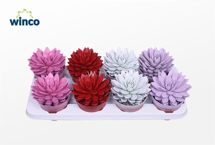 <h4>Echeveria Paint Love Mix</h4>