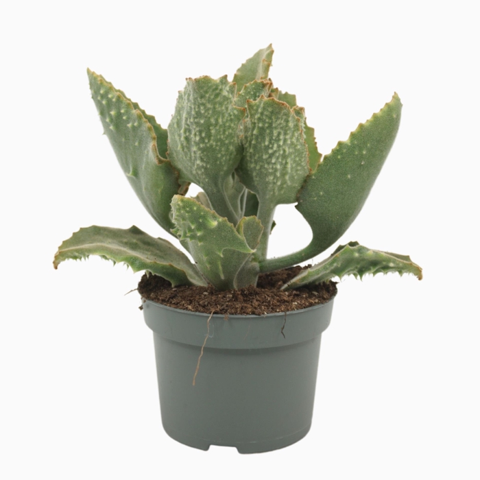 <h4>Kalanchoe beharensis</h4>