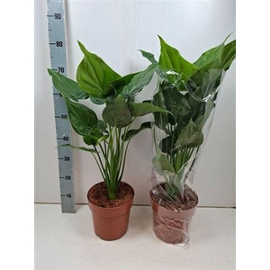 Aloc Cucullata